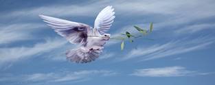 Image result for dove with olive branch